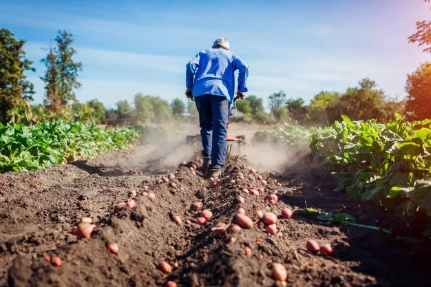 bracciante agricolo